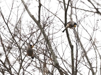 Japanese Grosbeak Arima Fuji Park Sat, 12/16/2023