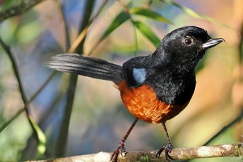 Chestnut-bellied Flowerpiercer