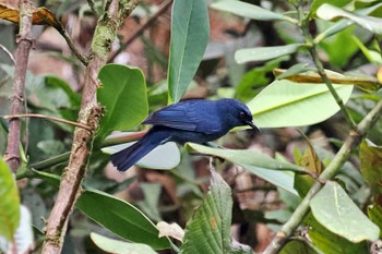 Bluish Flowerpiercer