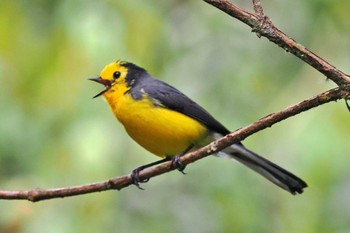 Golden-fronted Whitestart