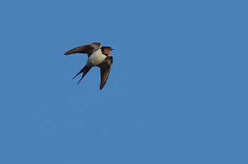 Barn Swallow 愛知県 Wed, 12/6/2023