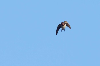 Barn Swallow 愛知県 Wed, 12/6/2023