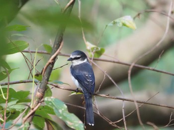 Ryukyu Minivet Mizumoto Park Sat, 12/16/2023