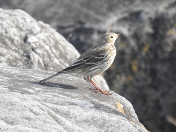 Sat, 12/16/2023 Birding report at 多摩川二ヶ領宿河原堰