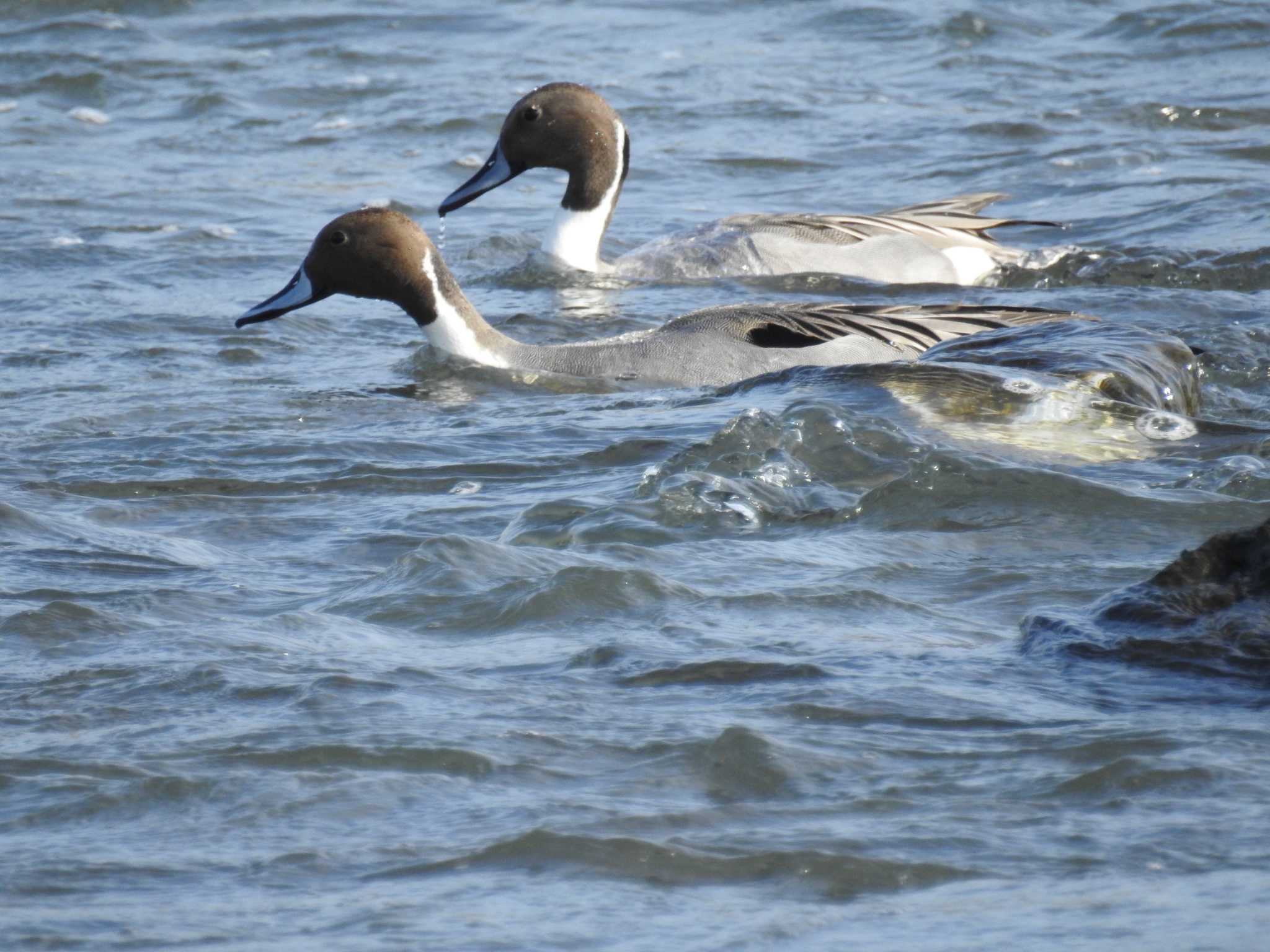 Northern Pintail