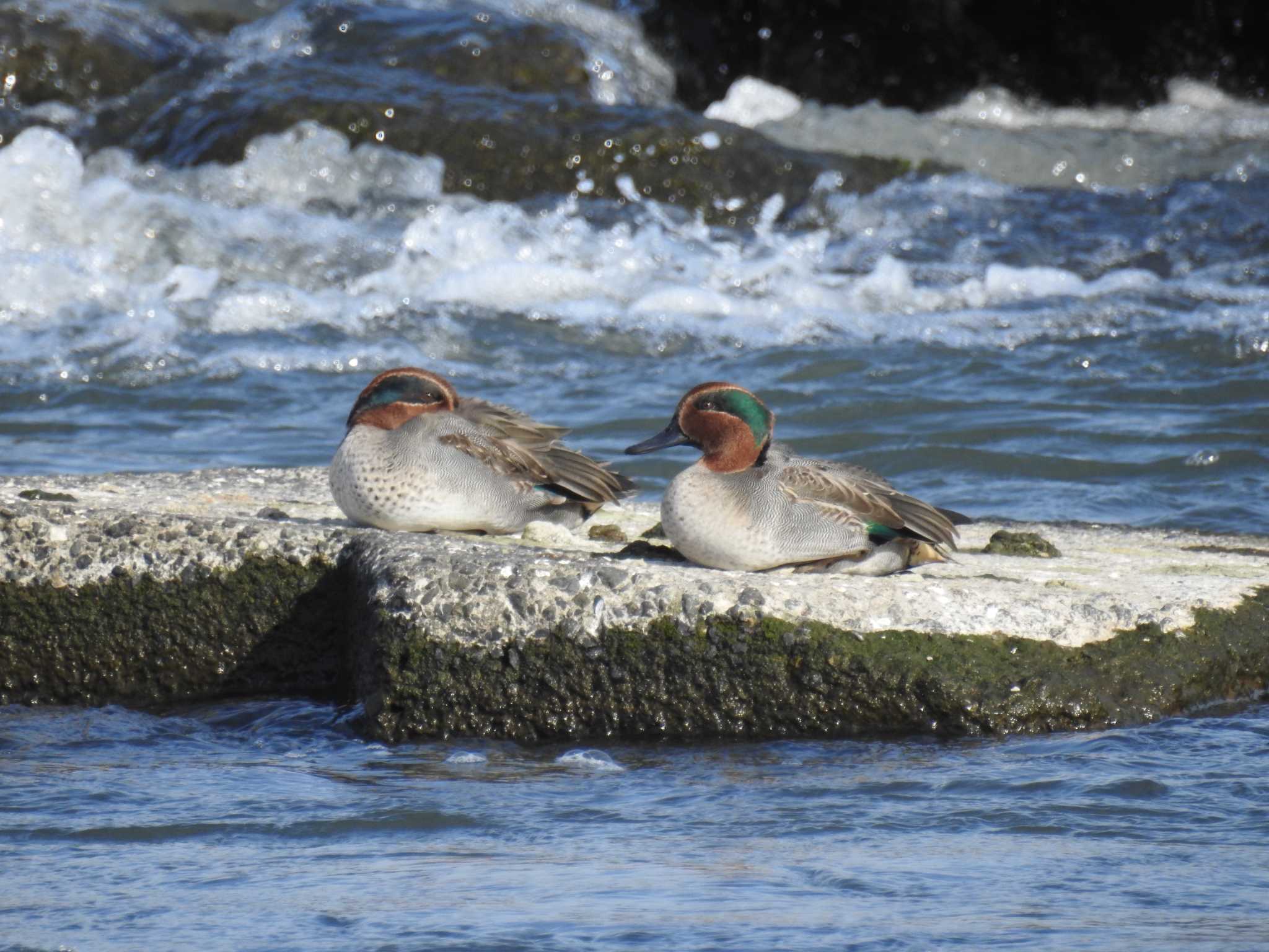 Eurasian Teal