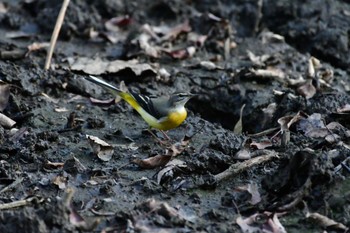 キセキレイ 薬師池公園 2023年12月16日(土)