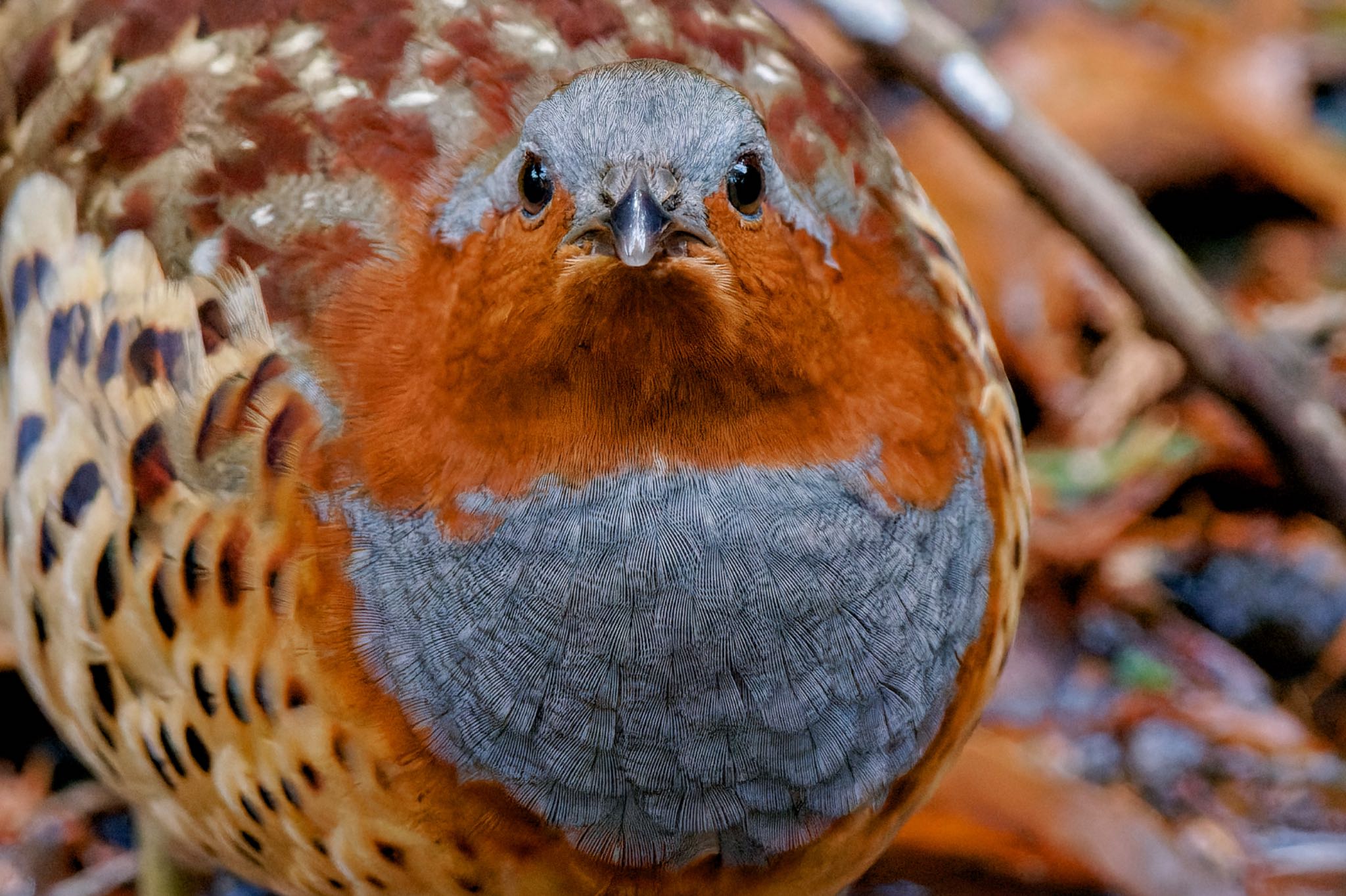 Chinese Bamboo Partridge