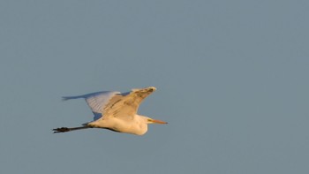 ダイサギ 佐鳴湖 2023年12月10日(日)