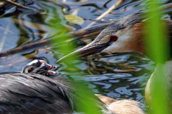 2016年5月29日(日) 琵琶湖の野鳥観察記録