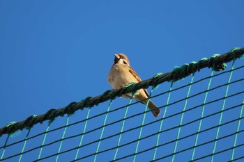 Eurasian Tree Sparrow 東京都北区 Wed, 12/13/2023