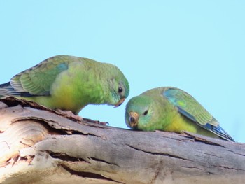 ビセイインコ Jindabyne, NSW, Australia 2023年12月7日(木)