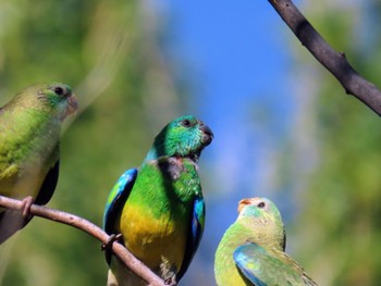 ビセイインコ Jindabyne, NSW, Australia 2023年12月7日(木)