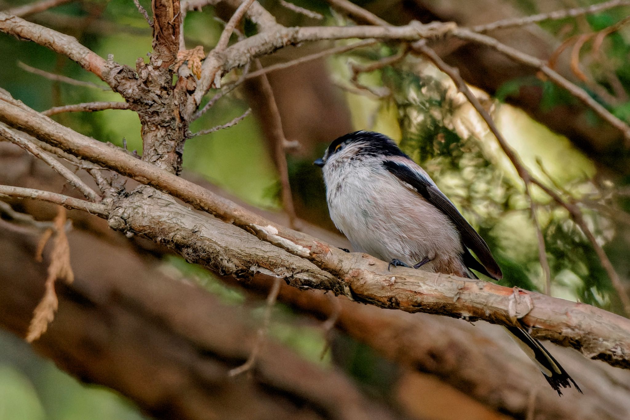 Long-tailed Tit