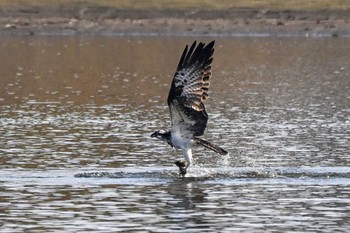 Osprey 多々良沼公園 Sat, 12/16/2023