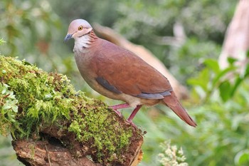 White-throated Quail-Dove