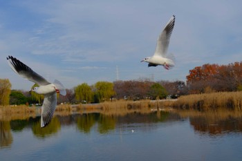 2023年12月16日(土) 舎人公園の野鳥観察記録