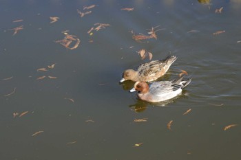 ヒドリガモ 舎人公園 2023年12月16日(土)