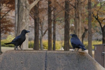 ハシブトガラス 舎人公園 2023年12月16日(土)