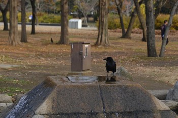 ハシボソガラス 舎人公園 2023年12月16日(土)