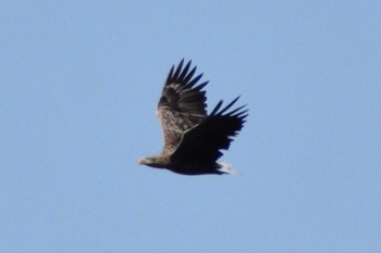 2023年9月27日(水) 道東の野鳥観察記録