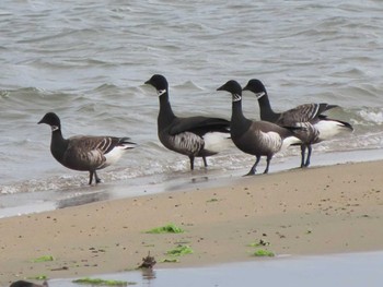 2023年12月16日(土) 三重の野鳥観察記録