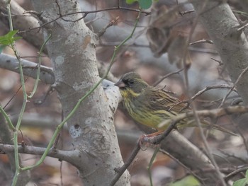 アオジ 宮田用水(蘇南公園前・江南市) 2023年12月14日(木)