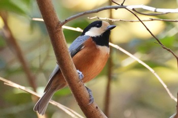 Varied Tit Mizumoto Park Thu, 12/14/2023