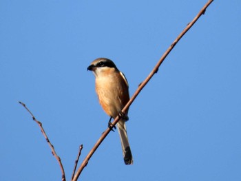 Bull-headed Shrike Kejonuma Swamp Sat, 12/9/2023