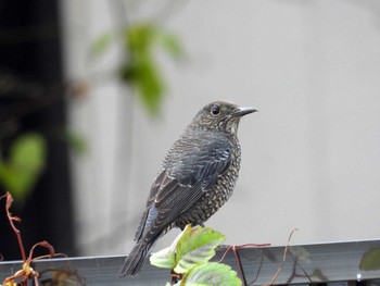 Blue Rock Thrush 仙台市 Sun, 12/10/2023