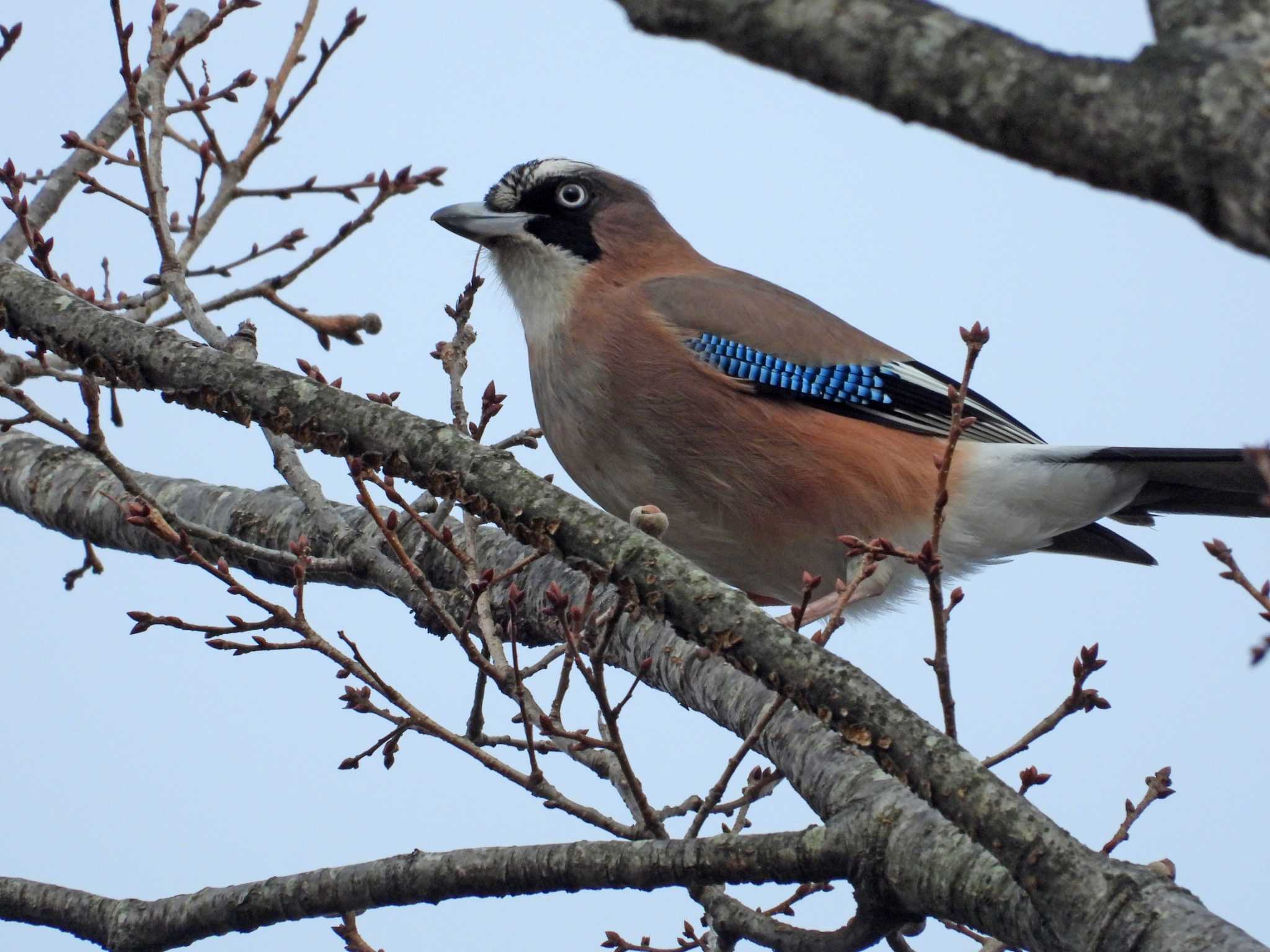 Photo of Eurasian Jay at 三神峯公園 by くーちゃんねる