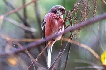 2023年12月16日(土) 早戸川林道の野鳥観察記録