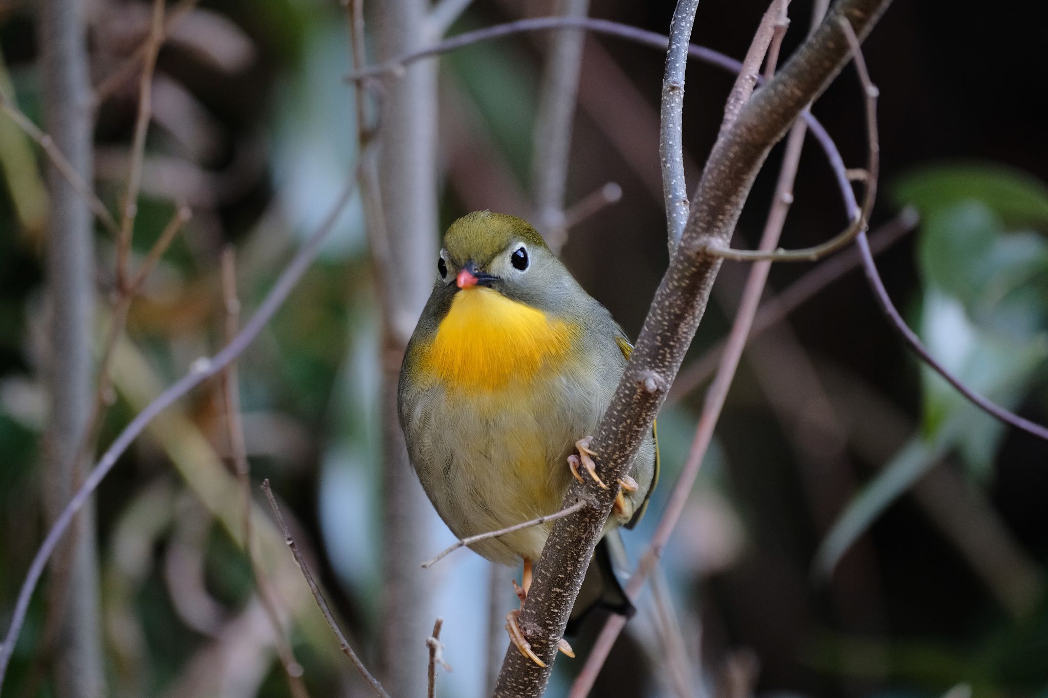 Photo of Red-billed Leiothrix at 愛鷹広域公園 by ポン介