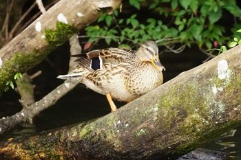 Unknown Species 八景水谷 Tue, 11/28/2023