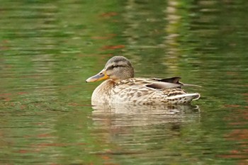 2023年11月28日(火) 八景水谷の野鳥観察記録