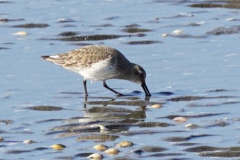 2023年12月10日(日) 荒尾干潟水鳥湿地センターの野鳥観察記録