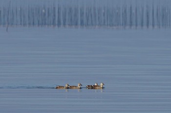 Eastern Spot-billed Duck 荒尾干潟水鳥湿地センター Sun, 12/10/2023