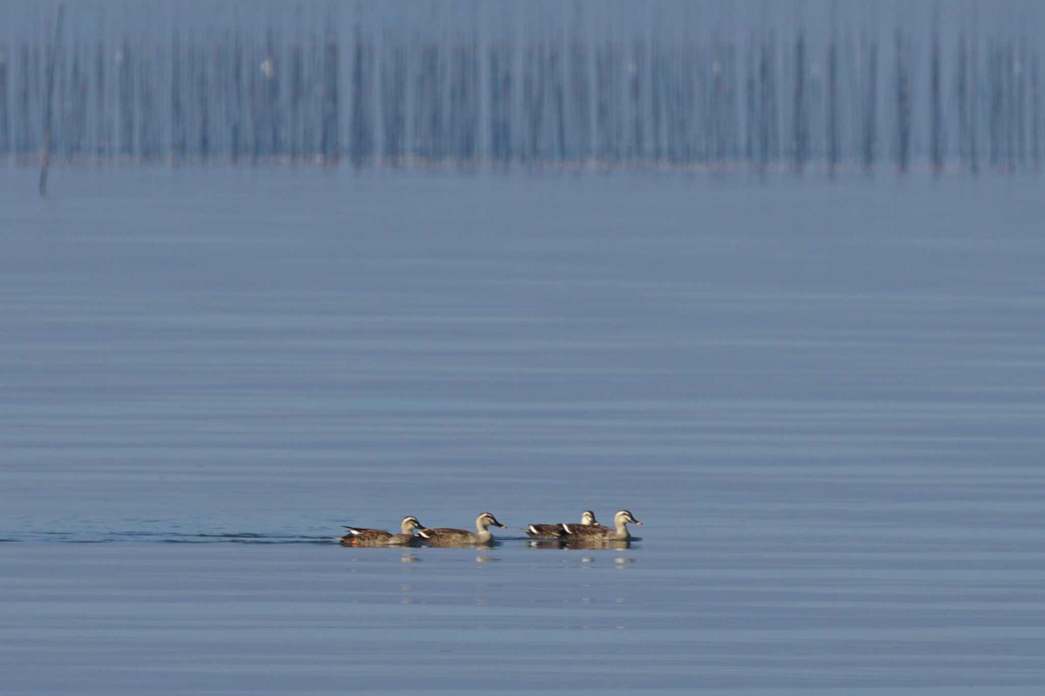 Photo of Eastern Spot-billed Duck at 荒尾干潟水鳥湿地センター by Joh