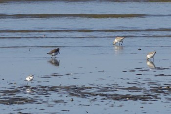 Kentish Plover 荒尾干潟水鳥湿地センター Sun, 12/10/2023