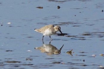 Dunlin 荒尾干潟水鳥湿地センター Sun, 12/10/2023