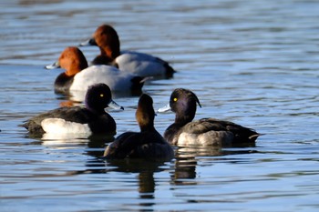 Tufted Duck 門池公園(沼津市) Sat, 12/9/2023