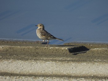 2023年12月3日(日) 渡良瀬遊水地の野鳥観察記録