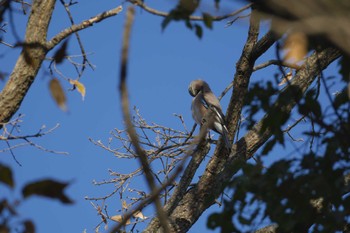 Eurasian Jay Akigase Park Sat, 12/9/2023