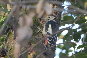 Great Spotted Woodpecker Akigase Park Sat, 12/9/2023