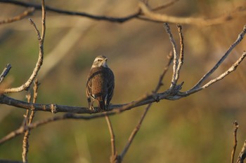 Dusky Thrush Akigase Park Sat, 12/2/2023