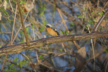 Daurian Redstart Akigase Park Sun, 12/10/2023