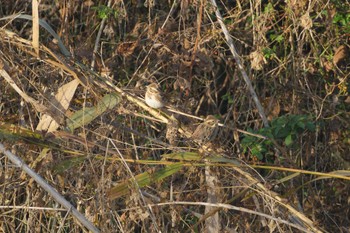 Rustic Bunting Akigase Park Sun, 12/10/2023