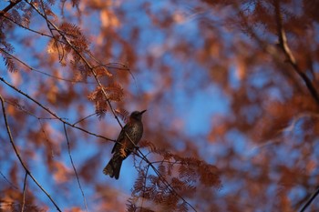 ヒヨドリ 秋ヶ瀬公園 2023年12月10日(日)