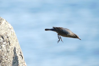 Blue Rock Thrush Unknown Spots Thu, 12/14/2023