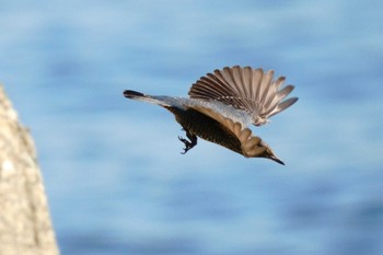 Blue Rock Thrush 大井埠頭(大井ふ頭) Thu, 12/14/2023